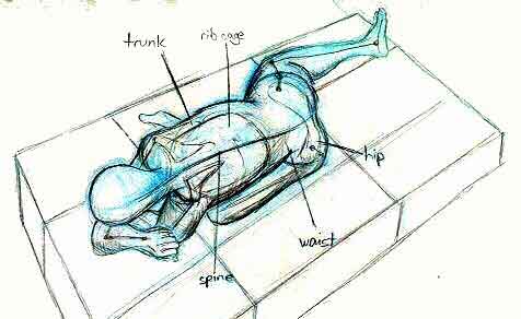 Anatomy of Trunk